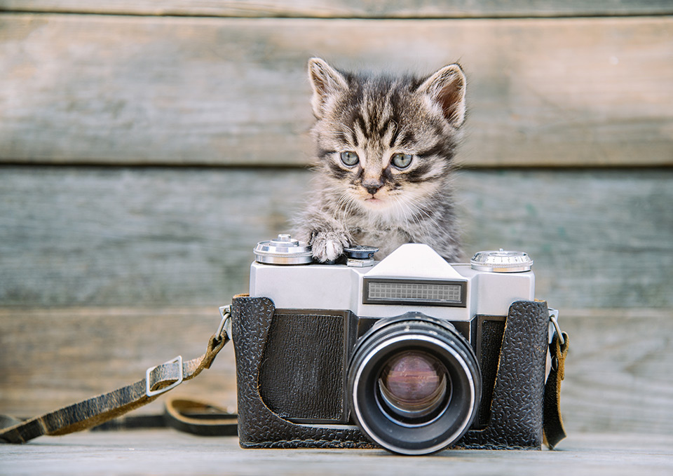 Kitty Garden Camera
